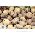 Fine Chinese Walnut Kernels Light Quarters (LQ )